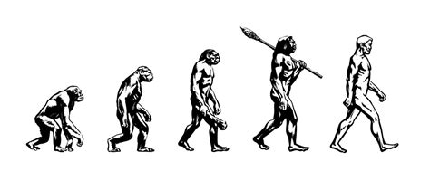 Biology Human Evolution Stages Evolutionary Vector Image