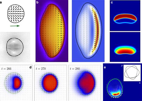 Phase Field Modelling Of Active Droplets And Single Cells A The