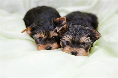 Yorkshire Terrier Züchter