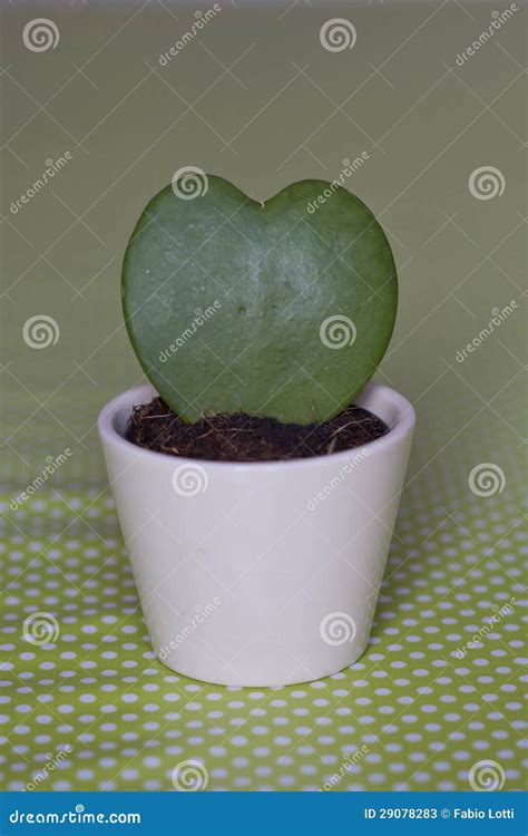 Succulent En Forme De Coeur Dans Un Bac Blanc Image Stock Image Du