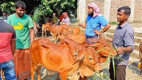 আজ ১৪ অক্টোবর হাটের ব্যবসায়ী হাটেই বিক্রির জন্য কেমন দামে শাহীওয়াল