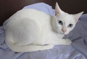 Khao Manee Cat Info, History, Personality, Care, Kittens, Pictures