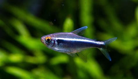 Bloodfin Tetra Aphyocharax Anisitsi Ultimate Care Guide Fish