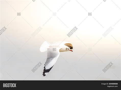 Bird (laridae) Flying Image & Photo (Free Trial) | Bigstock