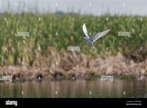 A Caspian Tern Ascending From An Unsuccessful Dive Into A Bayou Bayou