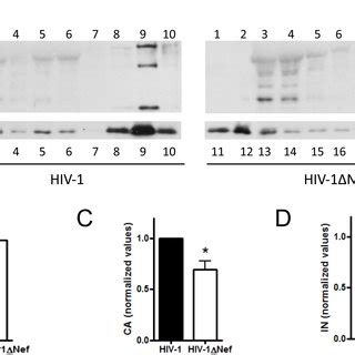 Hiv And Hiv Nef Mature Particles Have Different Protein Content And