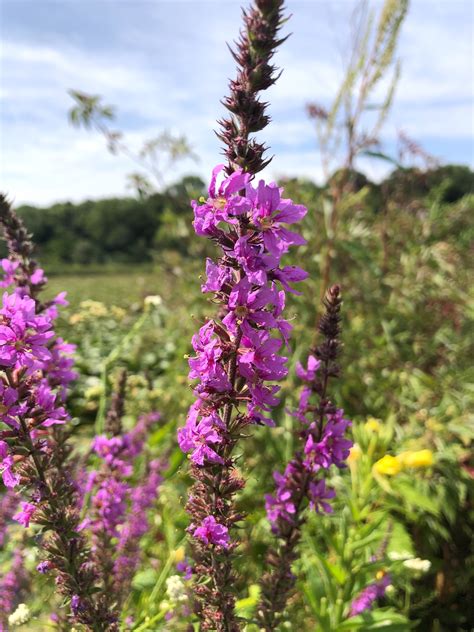 Wisconsin Wildflower Purple Loosestrife Lythrum Salicaria