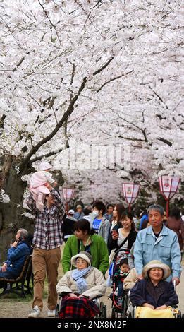 Hirosaki Giappone Aprile Sakura La Fioritura Dei Ciliegi