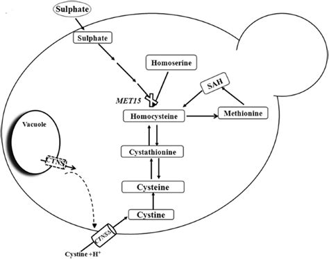 A Genetic Screen For Investigating The Human Lysosomal