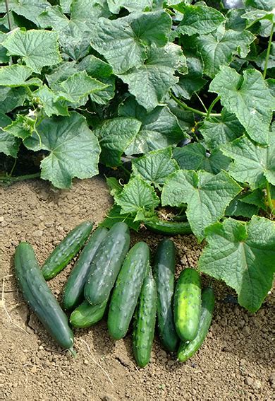 Marketmore 76 Cucumber Buy Your Seed Here Sea Spring Seeds