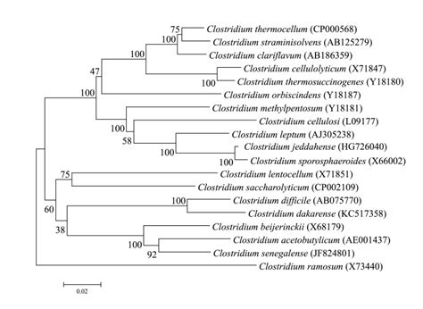 Phylogenetic Tree Highlighting The Position Of Corynebacterium