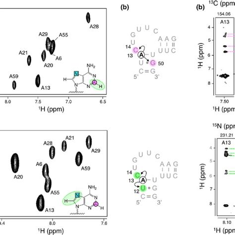 HSQC And NOESY HSQC Experiments In 8 Labeled RNA A 2D 1 H 13 C And 1