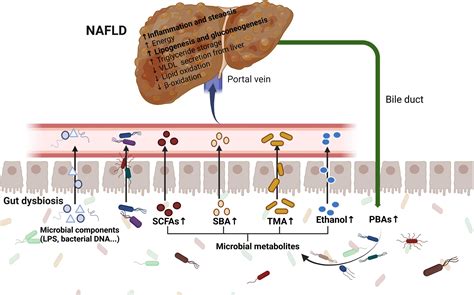 Frontiers Gut Microbiome And Microbial Metabolites In NAFLD And After