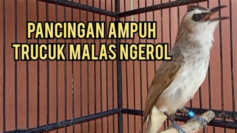 Suara Trucukan Gacor Ngalas Ropel Ampuh Memancing Trucuk Susah Ngalas