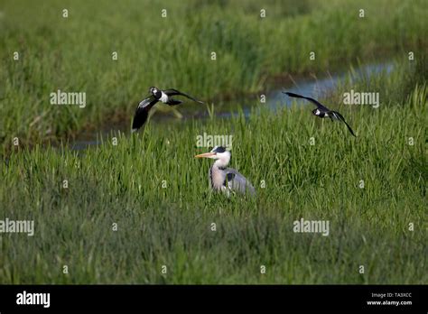 Baby Grey Heron Uk Hi Res Stock Photography And Images Alamy