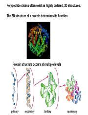 L9 Fall 2021 Proteins Pt I Structure 1 Pdf Polypeptide Chains Often