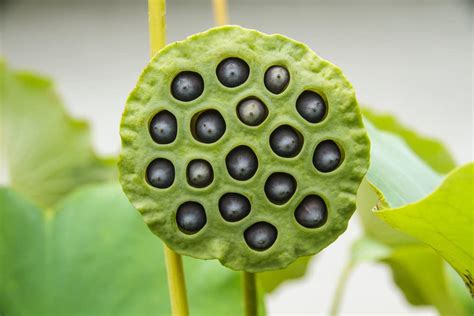 Lotus Flower Seeds