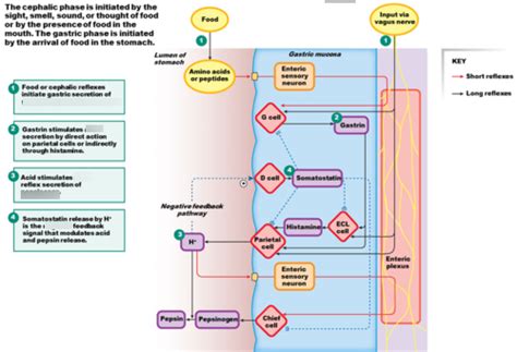 cephalic and gastric phase secretion diagram Diagram | Quizlet