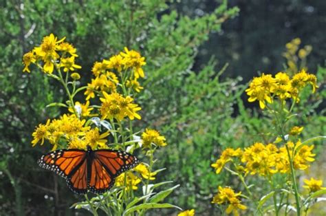 Image Libre Papillon Monarque De Pr S Macro Orange Insecte