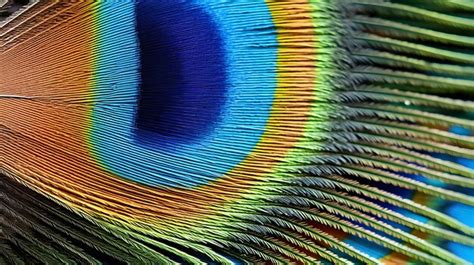 Premium Ai Image Close Up Of A Vibrant Peacock Feather Showing