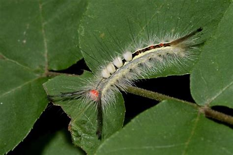 White Marked Tussock Moth Caterpillar Orgyia Leucostigma Bugguidenet