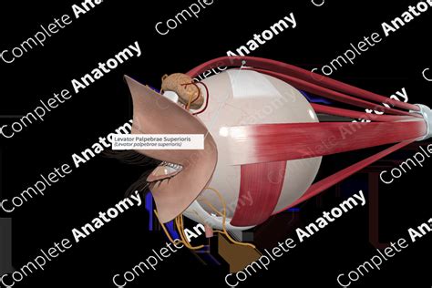 Levator Palpebrae Superioris | Complete Anatomy