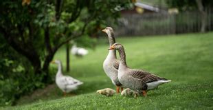 Animaux Qui Volent Sans Tre Des Oiseaux