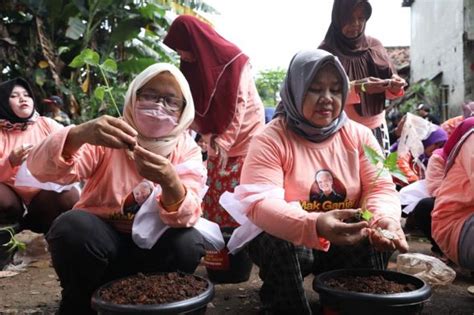 Manfaatkan Lahan Tidur Di Jakpus Mak Ganjar Tanam Pohon Cabai