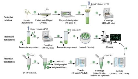 Schematic Diagram Of Extraction Purification And Transformation Download Scientific Diagram