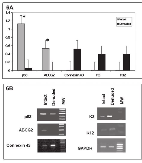 A The Semiquantitative RT PCR Results On The Cells Harvested From The