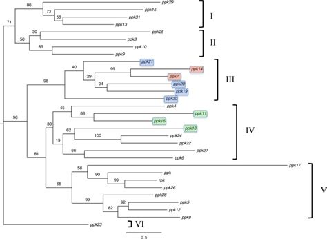 Maximum Likelihood Unrooted Phylogenetic Tree Inferred From Multiply