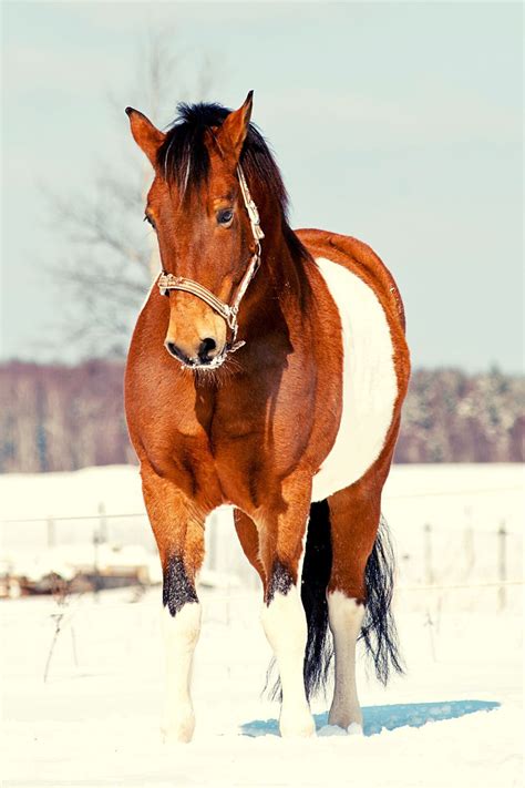 Horse Coat Patterns for the American Paint Horse | Sparkles Rainbows ...