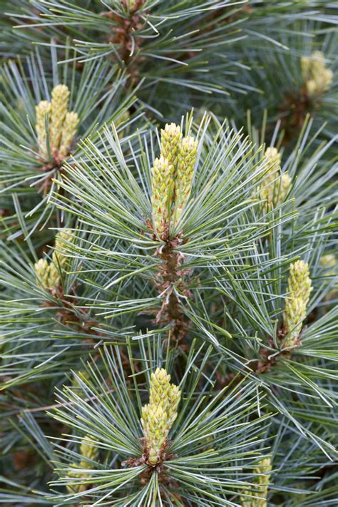 Branches Of Eastern White Pine Maine Pictures Maine