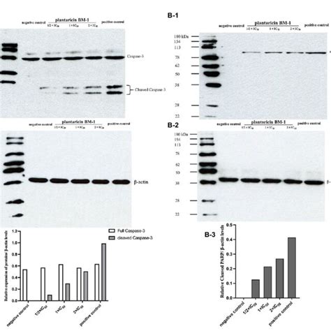 Western Blot Analysis Of The Levels Of Cleaved Caspase 3 And Cleaved