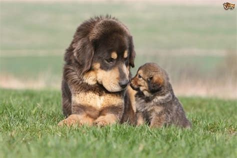 40 Adorable Big Dogs Puppy Pictures Tail And Fur