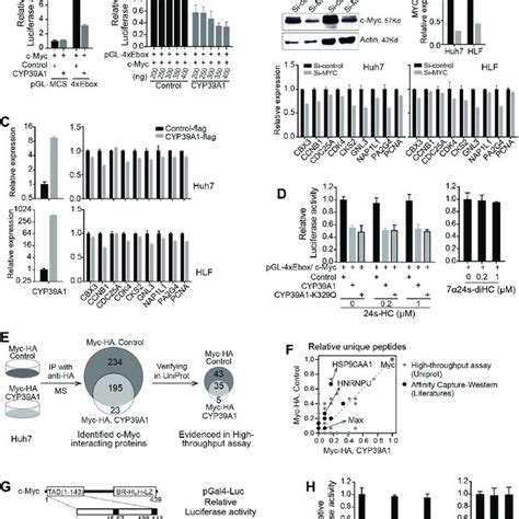 Cyp A Inhibits C Myc Transcriptional Activation Ability A Promoter