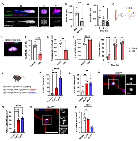 injury responsive rac  rho gtpase switch drives activation