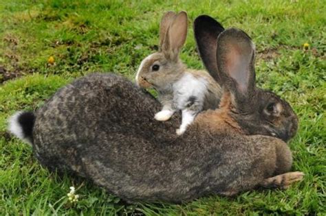 Flemish Giant Largest Rabbit On Planet Dynamite News