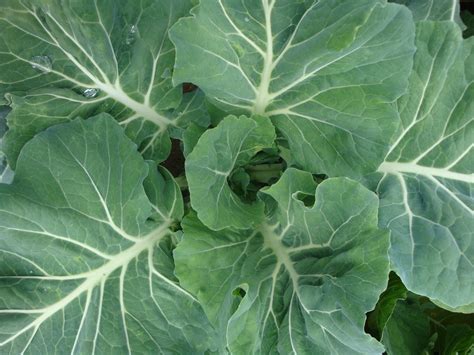 La Importancia De Comer Verduras De Hoja Verde Recetas De Batidos