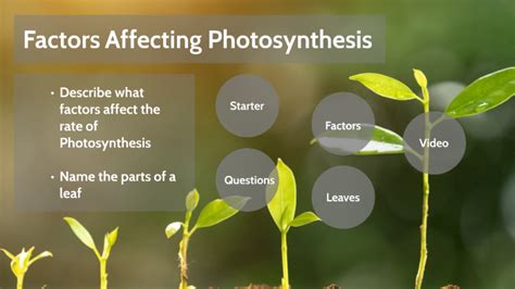 Factors Affecting Photosynthesis by James Marr on Prezi