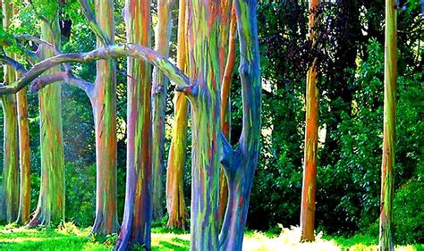 50pcs Eucalyptus Deglupta Rainbow Eucalyptus Fresh Harvest Big Etsy