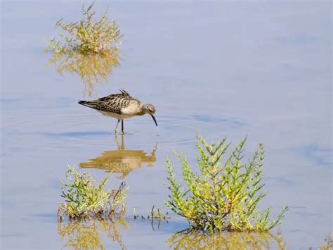 Ruff Facts Diet Habitat And Pictures On Animaliabio