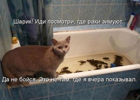 Где раки зимуют | Пикабу