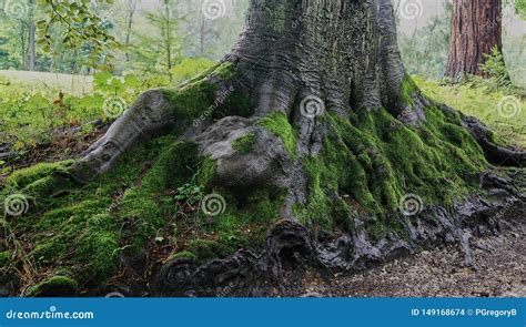 The Exposed Root System Of A Oak Tree With Its Roots Exposed On Epping