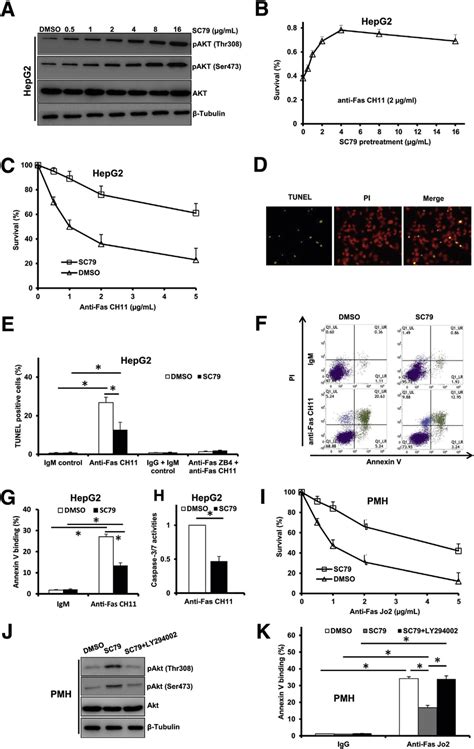 Sc Inhibits Fas Mediated Apoptosis In Hepg Cells And Primary Mouse