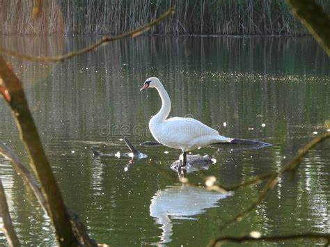 Close Up Da Cisne Que Aprecia Que Nivela A Sesta Foto De Stock Imagem