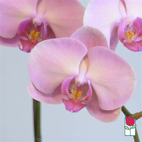 2 Stem Phalaenopsis Orchid Plant Seasonal Color Varies In Honolulu