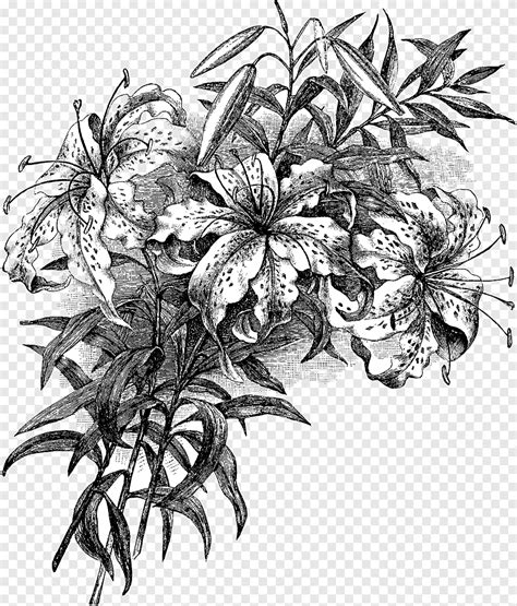 Floral Design Drawing Design Leaf Monochrome Png PNGEgg