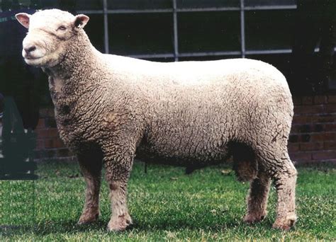 Southdown sheep - Alchetron, The Free Social Encyclopedia