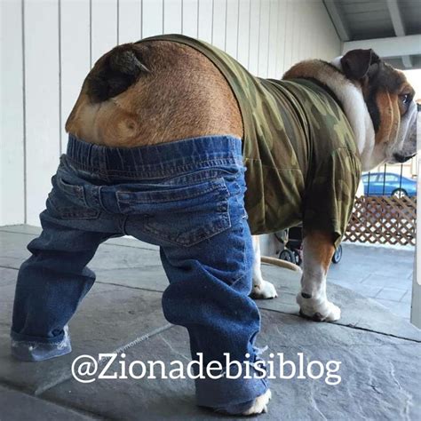 Hilarious Photo Please Help Me Caption This Funny Looking Dog In Jean